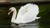 swan